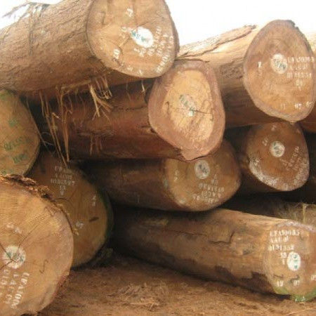 GỖ LIM TALI