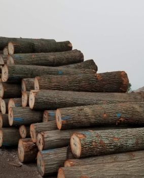 GỖ TRÒN TẦN BÌ